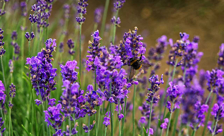 Lavender is a plant that is loved by many people because of its purple flowers