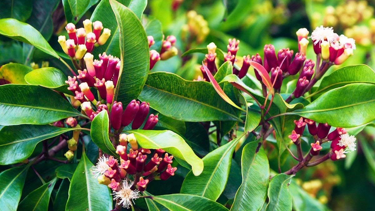 The plant emits a scent that makes people comfortable while making flies and mosquitoes uncomfortable