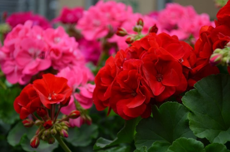 Geranium is a flower that both beautifies the home and helps prevent insects