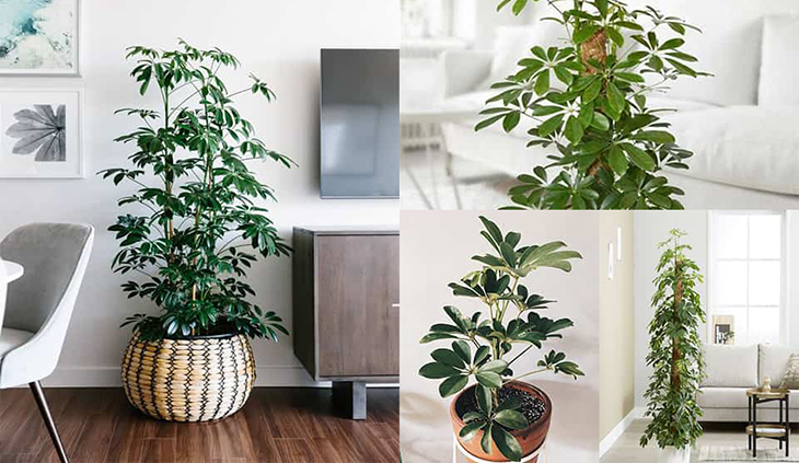Five houseplants are commonly used in ornamental plants and bonsai art