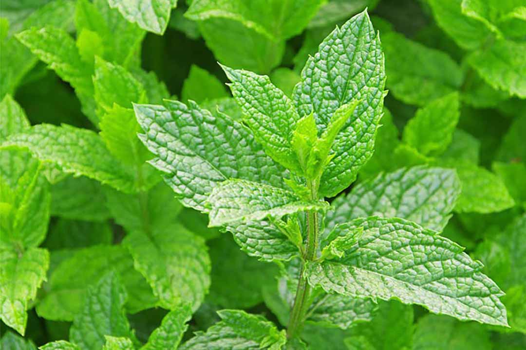 Mint is one of the most effective houseplants for repelling mosquitoes