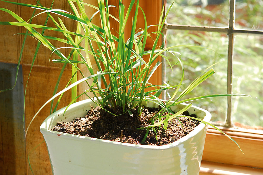 Lemongrass can be grown indoors and has the ability to effectively repel mosquitoes