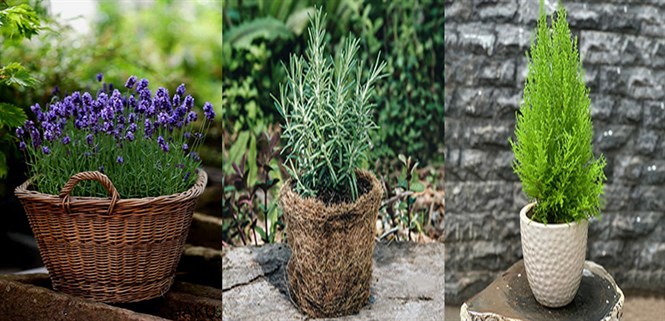 Top 16 cây trồng trong nhà đuổi muỗi hiệu quả nhất