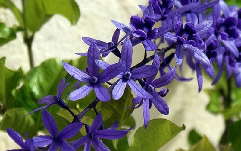 Hoa mai xanh với cánh hoa nhọn