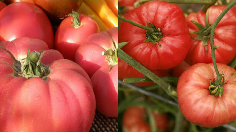 What is rose hip tomato? How to grow and take care of large, fruit-laden pink tomatoes