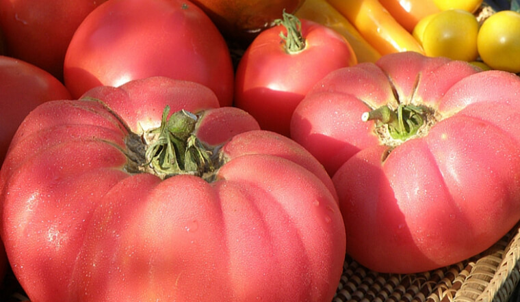 Cà chua hồng lan là gì? Cách trồng và chăm sóc cà chua hồng lan to trĩu quả