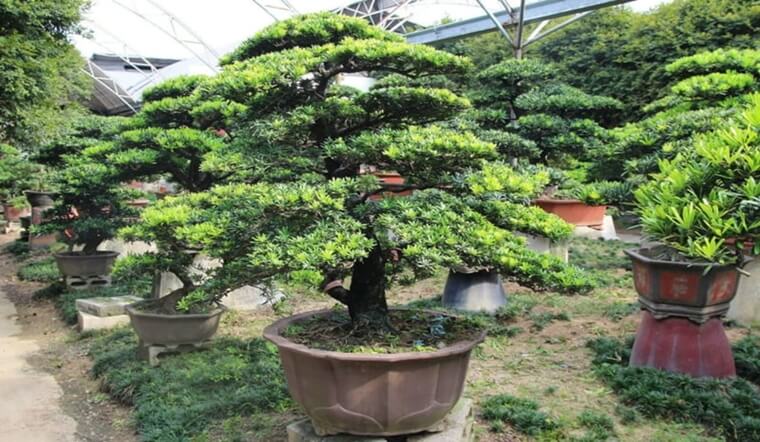 Cây tùng la hán: Ý nghĩa, hình ảnh, cách trồng, chăm sóc tại nhà