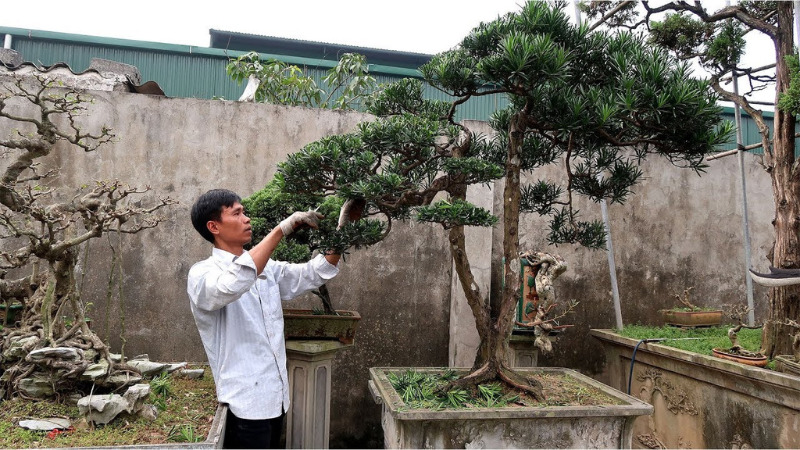 cây thông tạo kiểu tóc