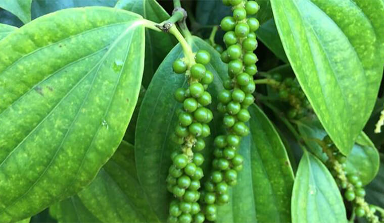 Giá tiêu hôm nay 11/8/2021: Tăng giá, dao động khoảng 76.000 - 78.500 đồng/kg