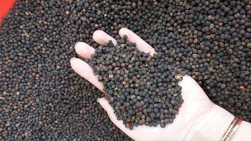 Giá tiêu thế giới giảm nhẹ so với hôm qua