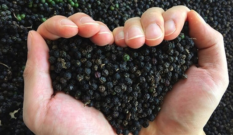 Giá tiêu hôm nay 16/8/2021: Không đổi, dao động khoảng 76.000 - 79.500 đồng/kg