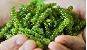 Tảo xoắn spirulina là gì? Công dụng của tảo xoắn và cách phân biệt thật giả