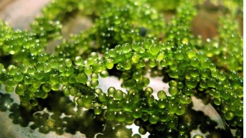 Tảo xoắn spirulina là gì? Công dụng của tảo xoắn và cách phân biệt thật giả