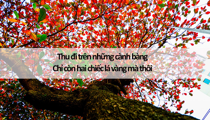 Nhấn vào ảnh để phóng to Thu đi trên những cành bàng. Chỉ còn hai chiếc lá vàng mà thôi