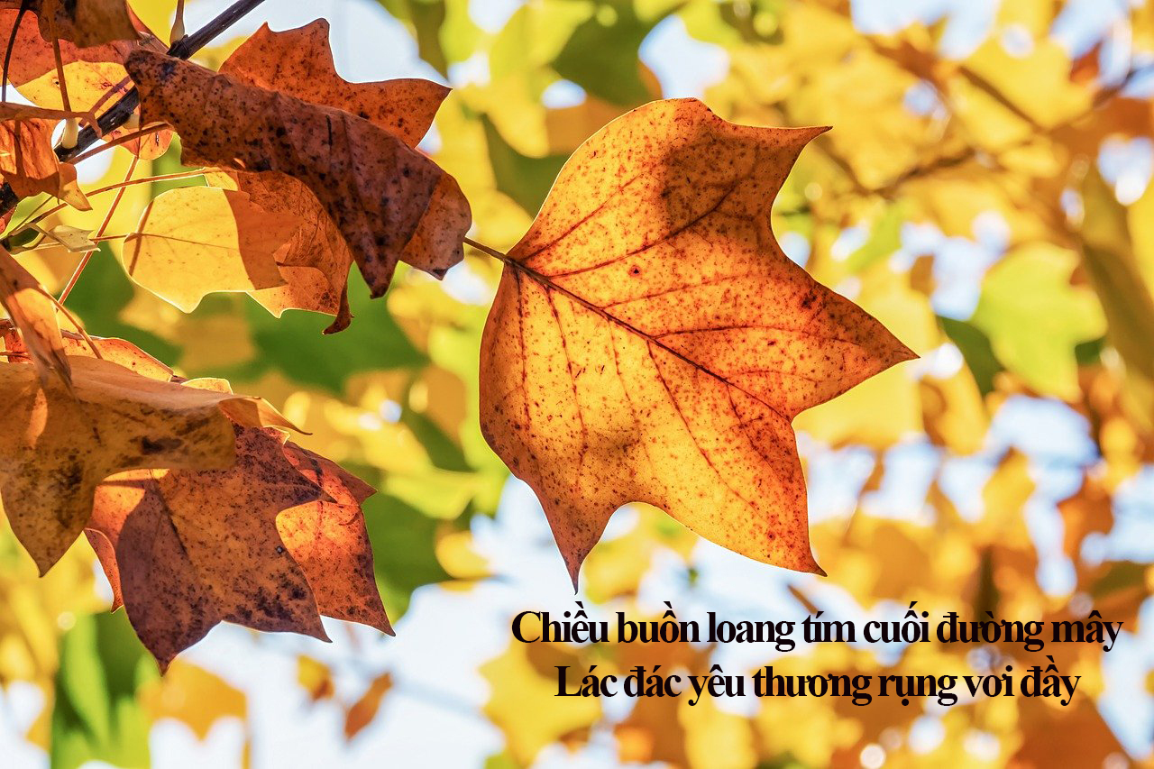Nhấn vào ảnh để phóng to Chiều buồn loang tím cuối đường mây. Lác đác yêu thương rụng vơi đầy