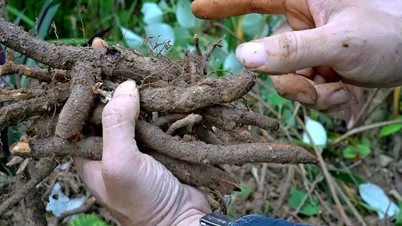 Uống củ gai nhiều có tốt không?