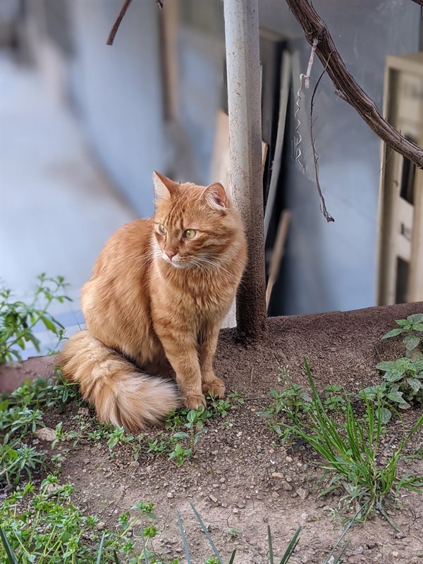 Cách tải Google Camera 8.3 mới Cách tải Google Camera 8.3 mới