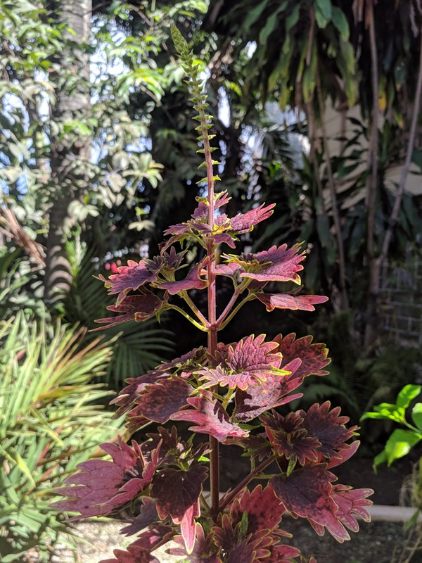 Cách tải Google Camera 8.3 mới Cách tải Google Camera 8.3 mới