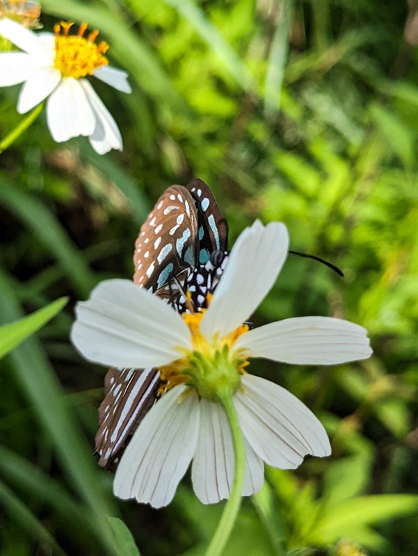 Cách tải Google Camera 8.3 mới Cách tải Google Camera 8.3 mới