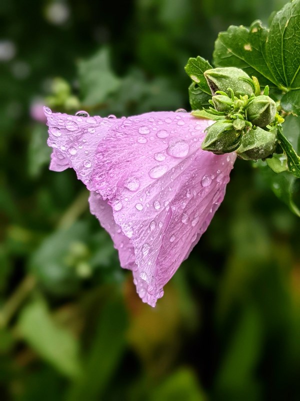 Cách tải Google Camera 8.3 mới Cách tải Google Camera 8.3 mới