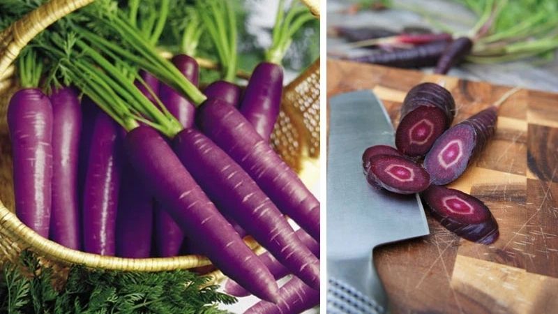 What is purple carrot? Benefits, cost, where to buy