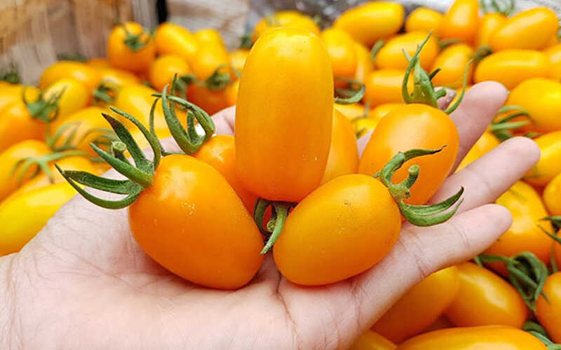 What is a super sweet fruit tomato? Where to buy fruit tomatoes, how much?