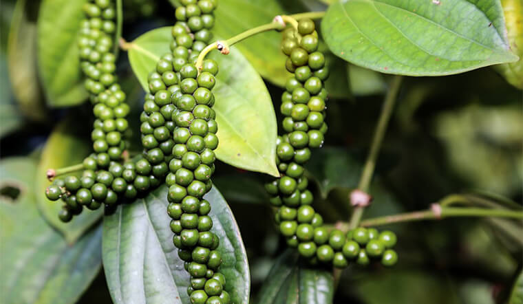 Giá tiêu hôm nay 21/8/2021: Giá bình ổn,dao động từ 76.500 - 79.500 đồng/kg
