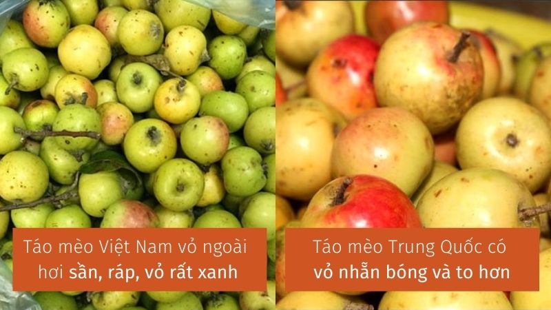 Phân biệt táo mèo Việt Nam và Trung Quốc qua hình dáng và màu sắc