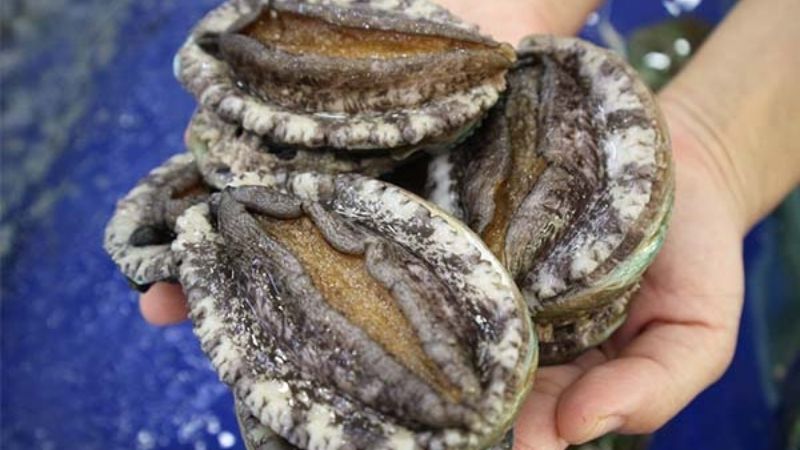 What is abalone? 7 health benefits of abalone?