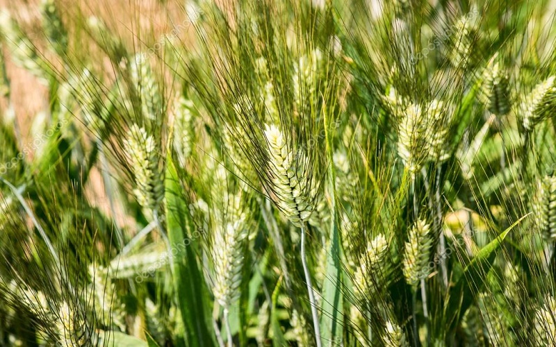 Triticum durum