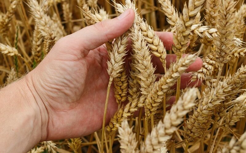 What is wheat? Effects and harms on health when using wheat