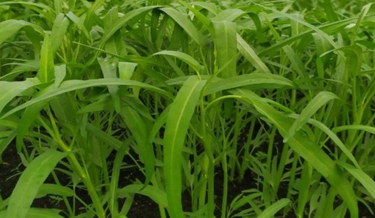 Truy xuất nguồn gốc Rau Muống 4KFarm túi 500g ngày 22/09/2021