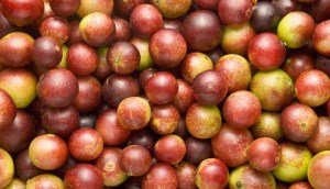 Quả camu camu là gì? Tác dụng? Mua quả camu camu và bột camu camu ở đâu?