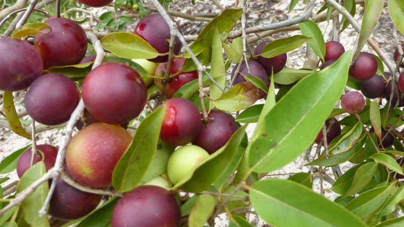 What is camu camu fruit? Function? Where to buy camu camu berries and camu camu powder?