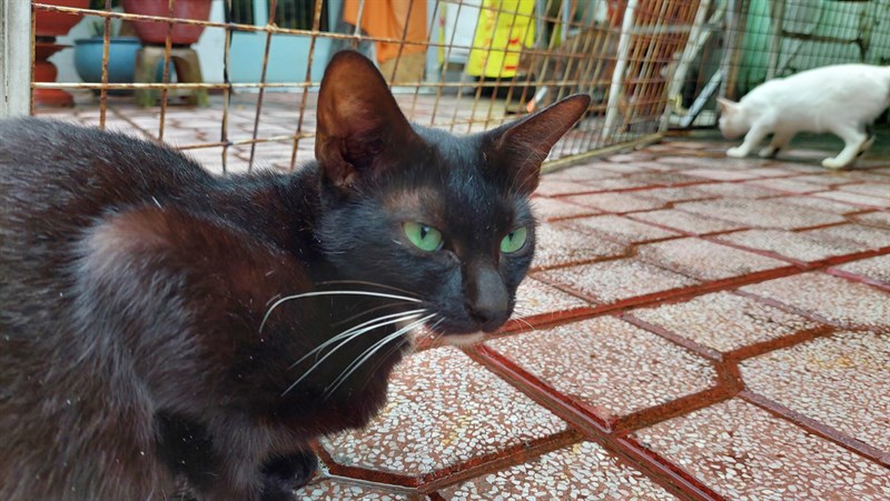 Galaxy A72 Galaxy A72