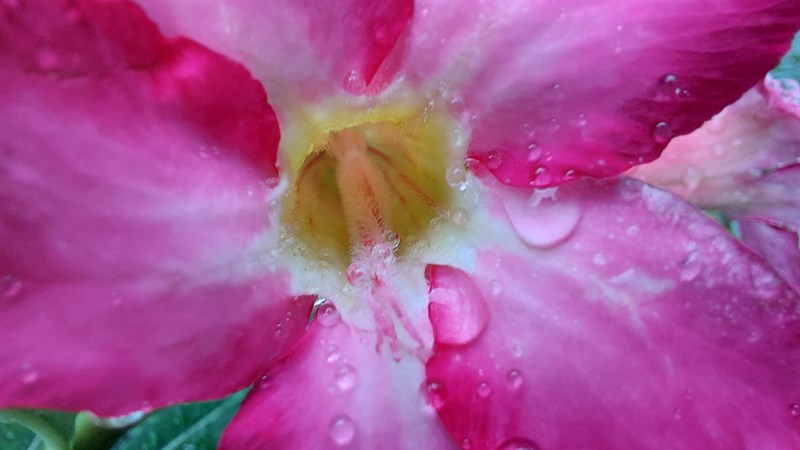 Galaxy A72 Galaxy A72