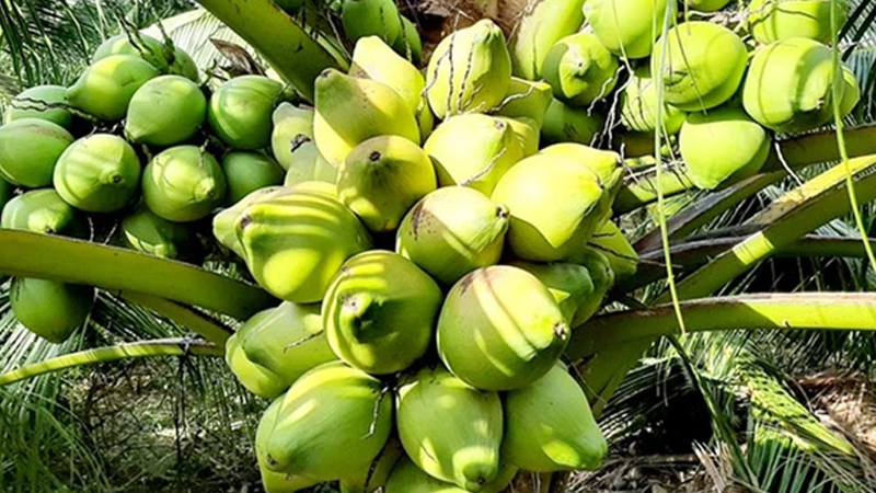 Dừa ẻo xanh