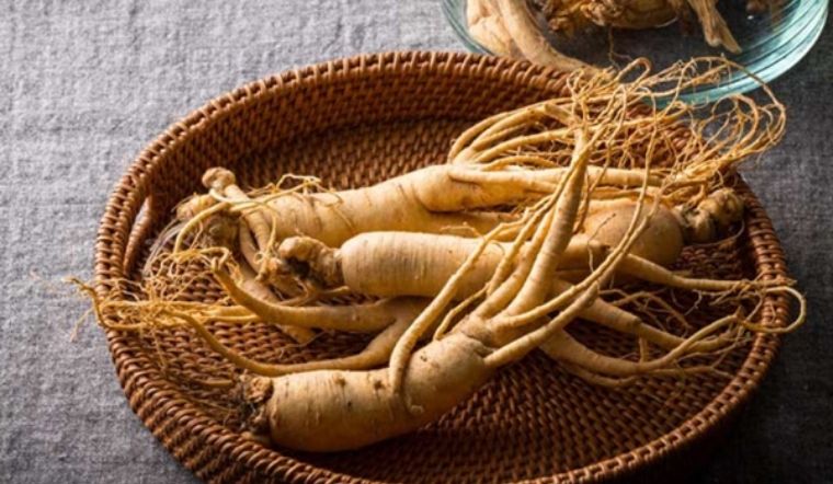 Tổng hợp 10 loại sâm quý phổ biến được trồng ở Việt Nam