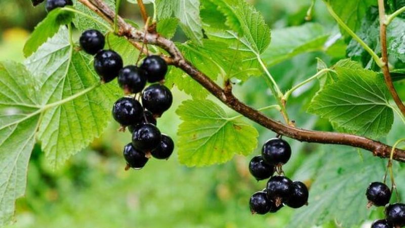What is black currant? How does it taste? The effect of black currant?