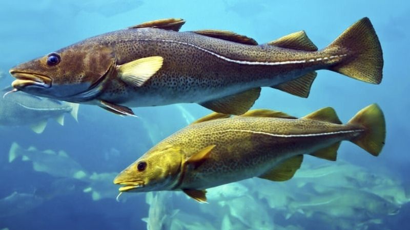 What is cod fish? How many types of cod are there? Benefits of cod