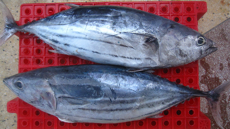 Nguyên liệu chính làm cá ngừ nướng giấy bạc