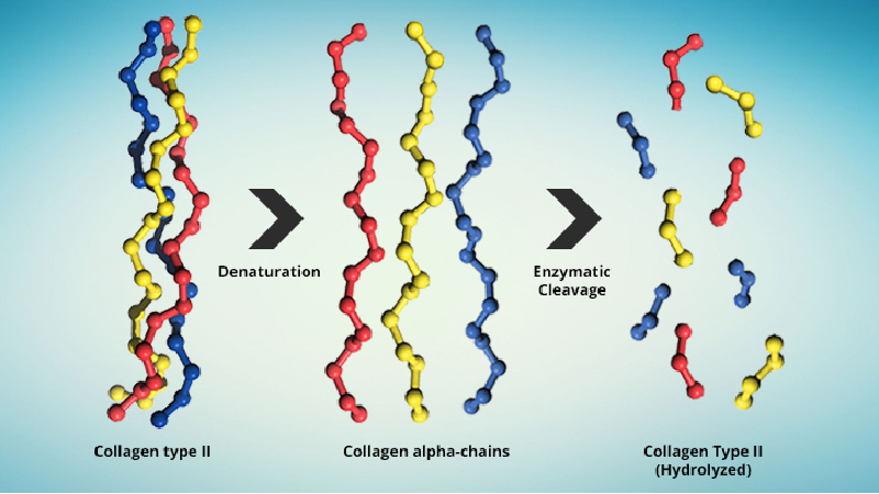 Dưới tác động quá trình thủy phân, collagen chuỗi lớn bị phân cắt thành chuỗi nhỏ