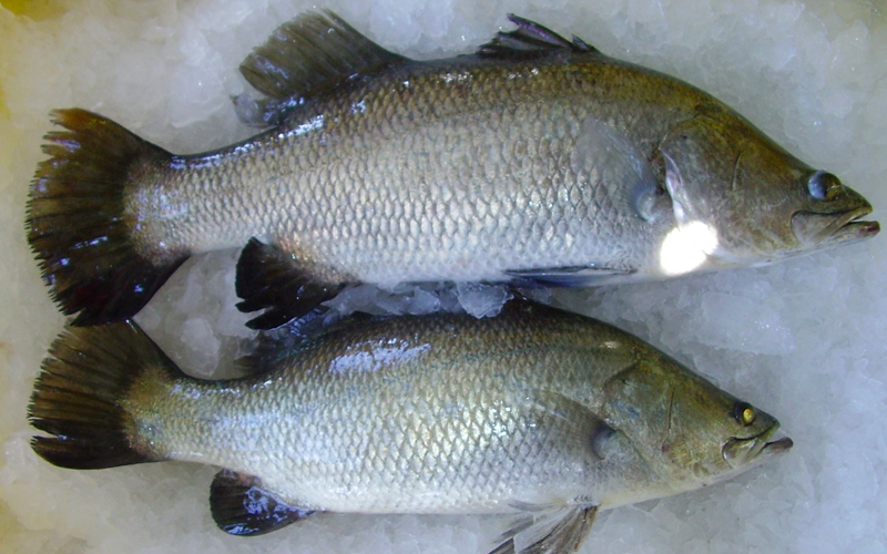 Cá chẽm hay cá vược có tên khoa học là Lates calcarife