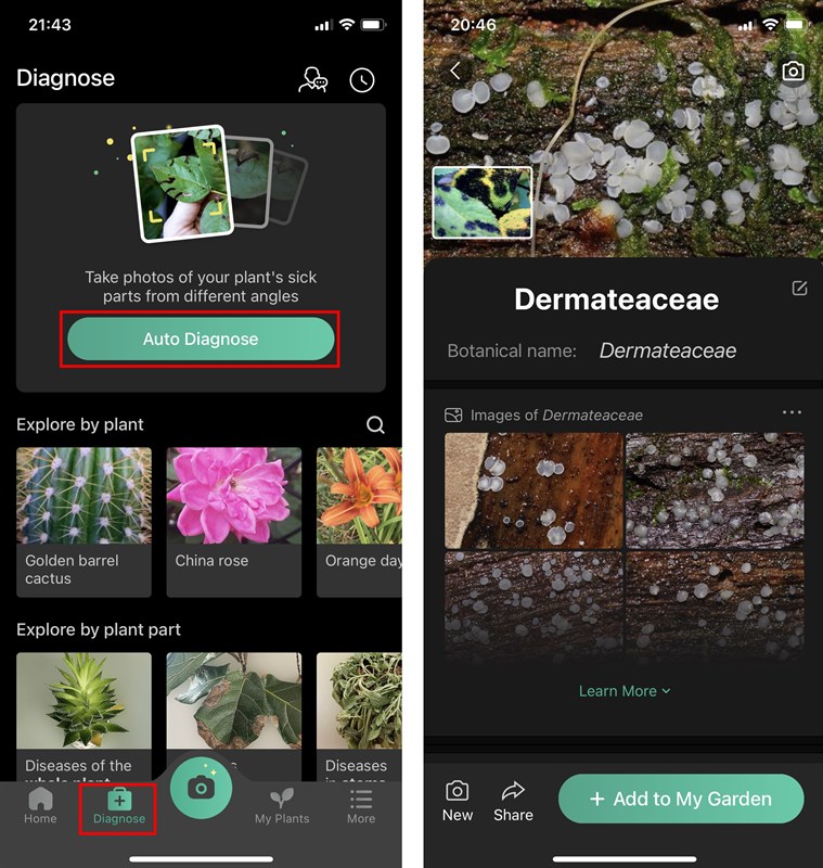 Cách nhận biết các loài cây, hoa, loài chim bằng điện thoại