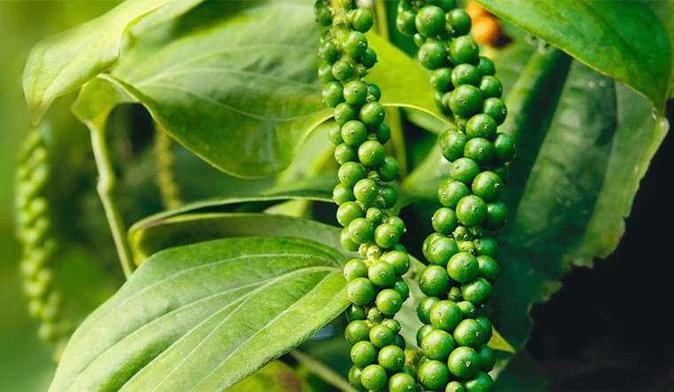 Giá tiêu hôm nay 28/8: Giảm nhẹ 500 đồng, thấp nhất là 73.500 đồng/kg