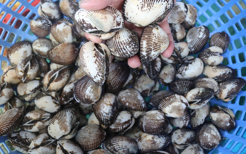 Chọn sò để nấu cháo sò lông