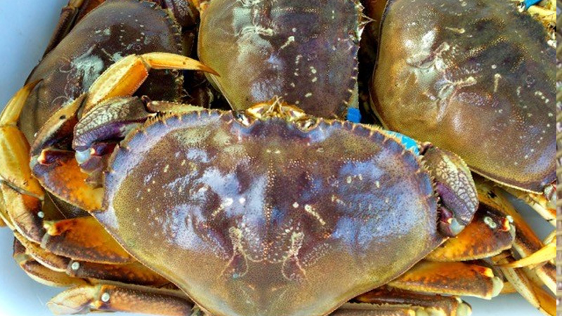 Dungeness Crab (Cua đá Canada)