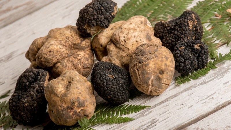 What is truffle mushroom? What is the effect of truffle mushrooms, where to buy, how much?