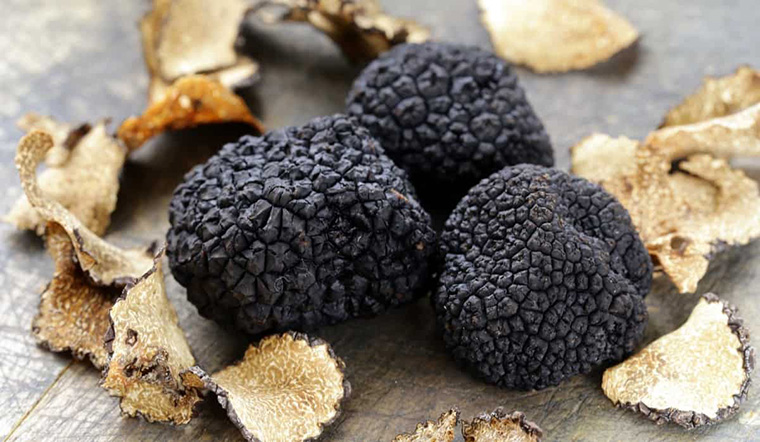 Nấm truffle là gì? Nấm truffle có tác dụng gì, mua ở đâu, giá bao nhiêu?