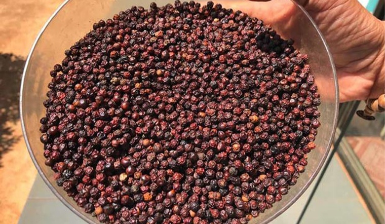 Giá tiêu hôm nay 3/9: Thị trường yên ắng, dao động từ 73.500 - 77.000 đồng/kg